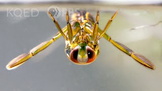 Backswimmer Insects Drag Prey Into the Upside Down  Deep Look [upl. by Akibma]