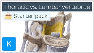 Thoracic vertebrae vs Lumbar vertebrae  Human Anatomy  Kenhub [upl. by Qulllon]