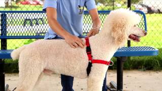 How to Fit the PetSafe® Easy Walk Dog Harness in Under 2 Minutes [upl. by Roch]