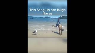 This Seagull funny viral animals shorts memes fyp seagulls [upl. by Tedda]