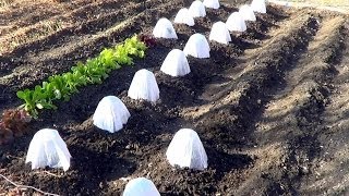 Planting Tomatos with HotKaps for Frost Protection [upl. by Hussar188]