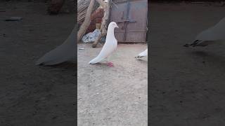 whitekabootar pigeonpigeon achaykabootarkipehchan [upl. by Aixela489]