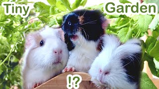 A Tiny Garden for Guinea Pigs [upl. by Nagrom412]