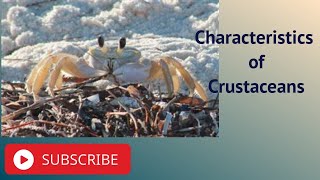 Characteristics of Crustaceans [upl. by Isborne497]