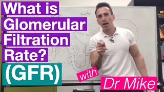 Glomerular Filtration Rate GFR  Renal System [upl. by Nahtan]