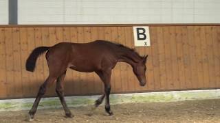 Cornet ObolenskyQuiwi Dream colt  2017 for sale [upl. by Cardinal905]