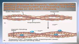 Sliding Filament Theory Part 2 NSCA Certification [upl. by Littell884]