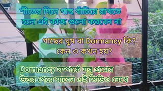 গাছের Dormancy কি কি কি করা উচিৎ এবং কি কি করা উচিৎ নয় Dormancy তেDormancy period of plants [upl. by Namqul]