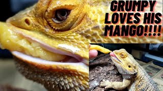 GRUMPY BEARDED DRAGON LOVES MANGO [upl. by Adikram]