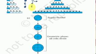 Simple video on comparison of arithmatic and geometric growth pattern in plants [upl. by Ardeth]