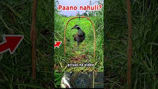 Paano nahuli ang Tikling birdtrap shorts viral [upl. by Gombach]