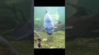 Best new fishing 🎣🎣😱 shorts ytshorts fishing RAWWFishing phannphuyfishing [upl. by Fulbert535]