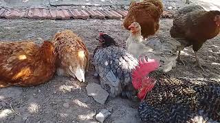 Its a very hot day  the chickens are resting in the shade Rescue from the heat [upl. by Neu]