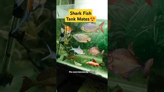 Shark Fish Tank Mates 😍 aquarium pets petsvlog petfish sharkfish shark trending shorts [upl. by Bellanca]