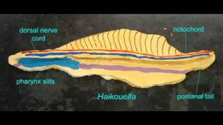 PL EXAM 1 NOTOCHORD IN CHORDATES [upl. by Anissej]