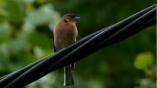 Chaffinch Fringilla Coelebs ♂  Buchfink 06 [upl. by Aisayt]