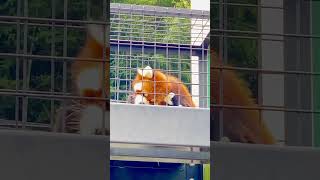 かき掻き、守守🦶202404 レッサーパンダ redpanda ショウショウ 日本平動物園 [upl. by Krenn931]