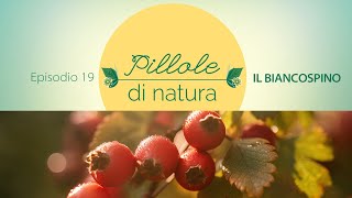 Pillole di Natura BIANCOSPINO  Rimedio Naturale per il controllo della pressione arteriosa [upl. by Newel]