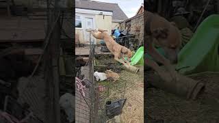 Deerhound Saluki Cross Jumping With German Wire Haired Pointer music live bobmarley75 bobmarley [upl. by Bertasi]