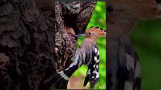 Eurasian hoopoe Bird eurasianhoopoebird bird youtubeshorts [upl. by Bates153]