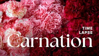 Timelapse Carnation Flowers Blooming [upl. by Puri]