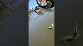 Alligator Gar Steals My Bait fishing fypシ゚ fyp blowup outdoors [upl. by Eugenie]