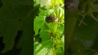 A shiny Leaf Beetle Chrysolina banksi  the Banksy beetle 😜 [upl. by Brigit]