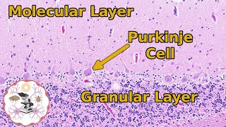 Cerebellar Histology  A Balanced Approach to Layers [upl. by Betti]