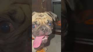 You know be as the puggy im the doggy dressed in tan pugpals puggy pugnation trending [upl. by Bounds]