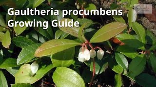 Gaultheria procumbens Growing Guide Checkerberry by Gardeners HQ [upl. by Fuhrman]