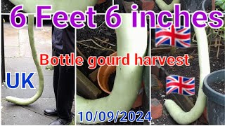 6 Feet 6 inches bottle gourd harvest in uk [upl. by Adnilam802]