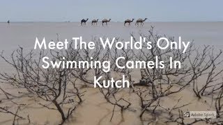 Meet The Worlds Only Swimming Camels In Kutch [upl. by Llemmart]