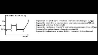 Variation de la quantité dADN dans lovocyte II [upl. by Hansen]