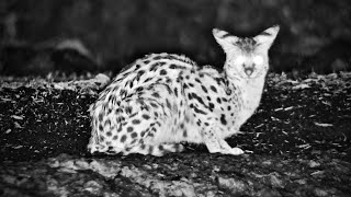 Frogs a Whitetailed Mongoose a Genet and a Serval [upl. by Dwayne483]