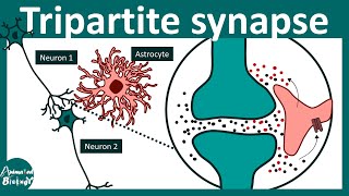 Tripartite synapse  Role of astrocytes  gliotransmitters  Neurology  USMLE step 1 [upl. by Delores]