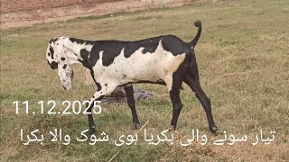 havi shok ki bakriya or baridar bakra rabta 03114132299 [upl. by Alleyn]