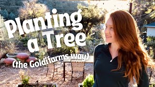 How I Plant a Tree for my Permaculture Food Forest  Acacia stenophylla Zone 9a [upl. by Leo]