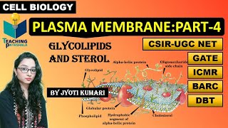 PLASMA MEMBRANE PART4  GLYCOLIPIDS AND STEROL  CELL BIOLOGY  CSIR NET [upl. by Adiasteb]