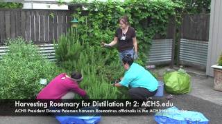 Rosemary Harvest for Distillation at ACHSedu Part 2 [upl. by Lacombe77]