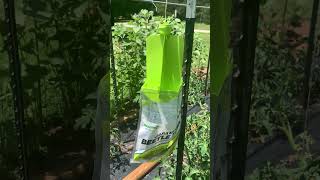 Rid your garden of Japanese Beetles safely [upl. by Farman]