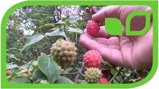 Leuchtend rote Früchte im Schattengarten  Cornus kousa [upl. by Clay147]