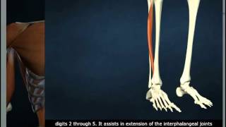 Extensor Digitorum Longus [upl. by Nossila]