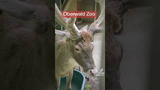 Oberwald Zoo [upl. by Annaerda863]