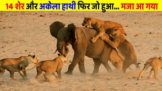 14 शेर और अकेला हाथी फिर क्या हुआ  Amazing hunting moments  Fact Tech in Hindi [upl. by Eliseo]