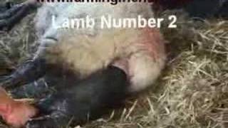 An Assisted Lambing by farmingfriendswmv [upl. by Atnohs]