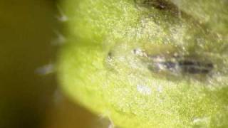 Leaf Miners in Arabidopsis [upl. by Nylirehs]