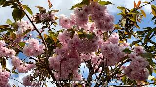 Prunus serrulata Kanzan  Alles over de groei bloei én snoei [upl. by Hathcock]