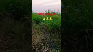 Village  agriculture  YouTube shorts  viral video  trending songs pleasesubscribe  cow [upl. by Gerger]