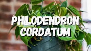 Philodendron Cordatum Um Guia Desta Planta [upl. by Frick421]