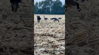 Wirehaired pointing griffon on a crow hunt bartonoutfitters [upl. by Eramal187]